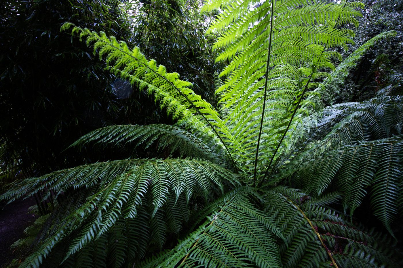 Lush ferns at Inverewe Garden