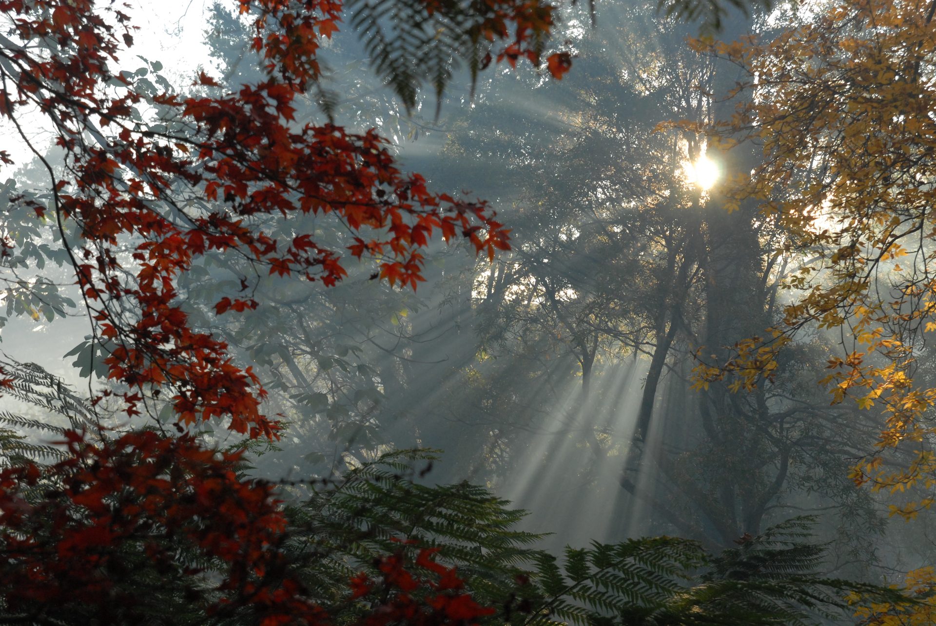Autumn light through the trees at Inverewe Garden
